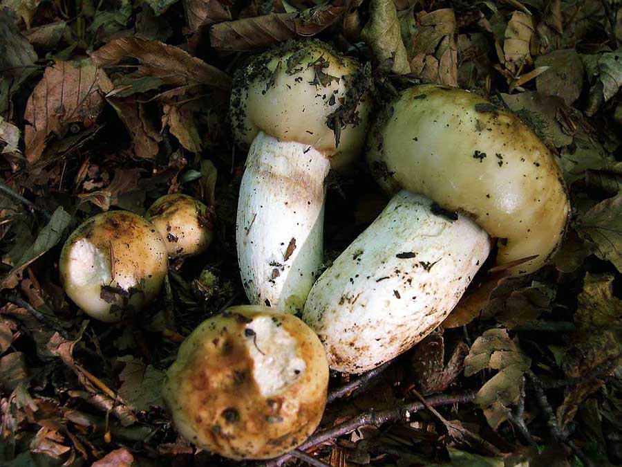 Russula foetens.